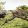 GettyImages-104329693-5a27e55e980207003656238e