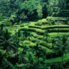 bali-risaie