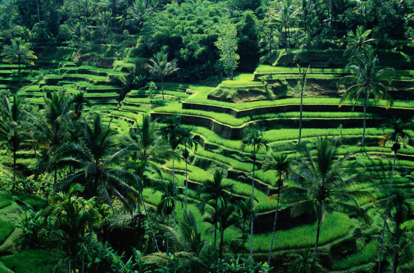 bali-risaie