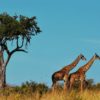 visita_Serengeti_Tanzania-768×432